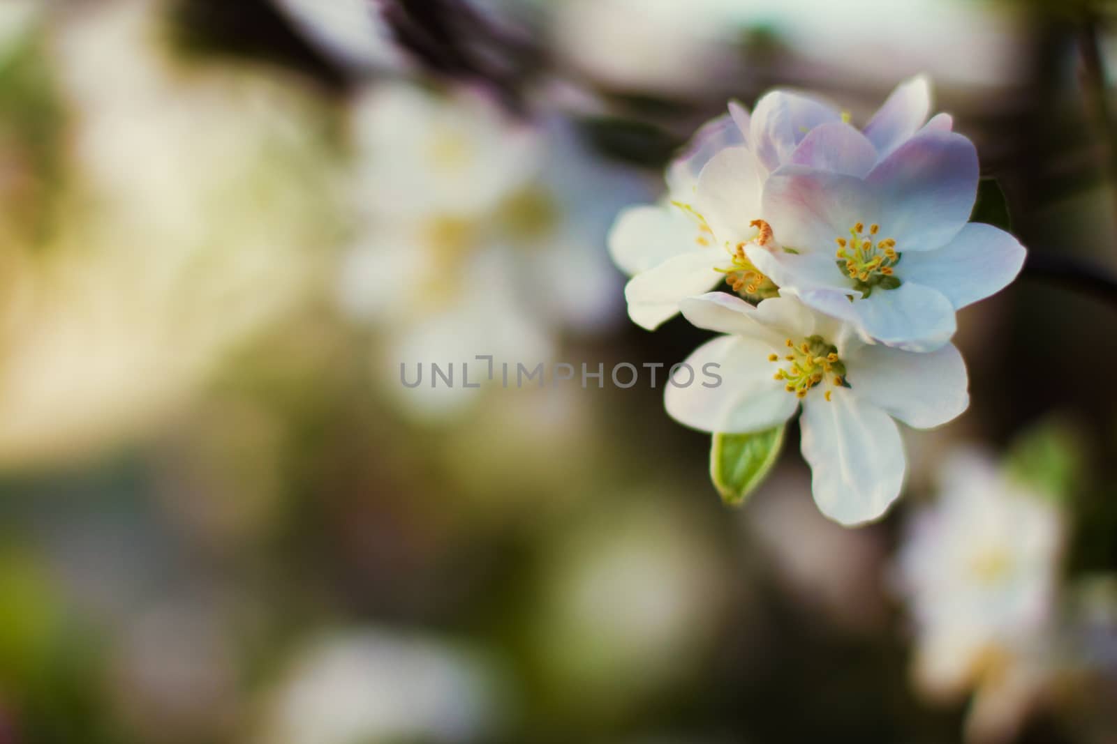 Branch blossoming apple-tree in the early morning by vitaliygrebenuk@gmail.com