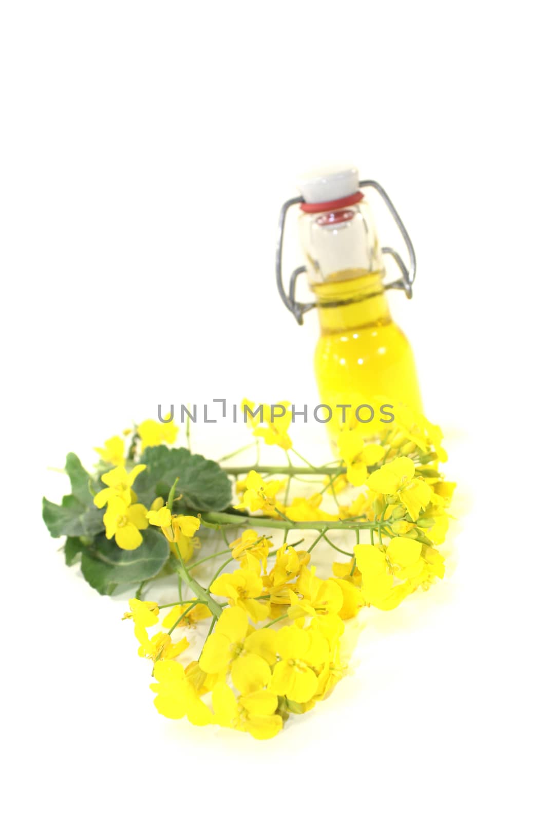 yellow Rapeseed oil on a light background