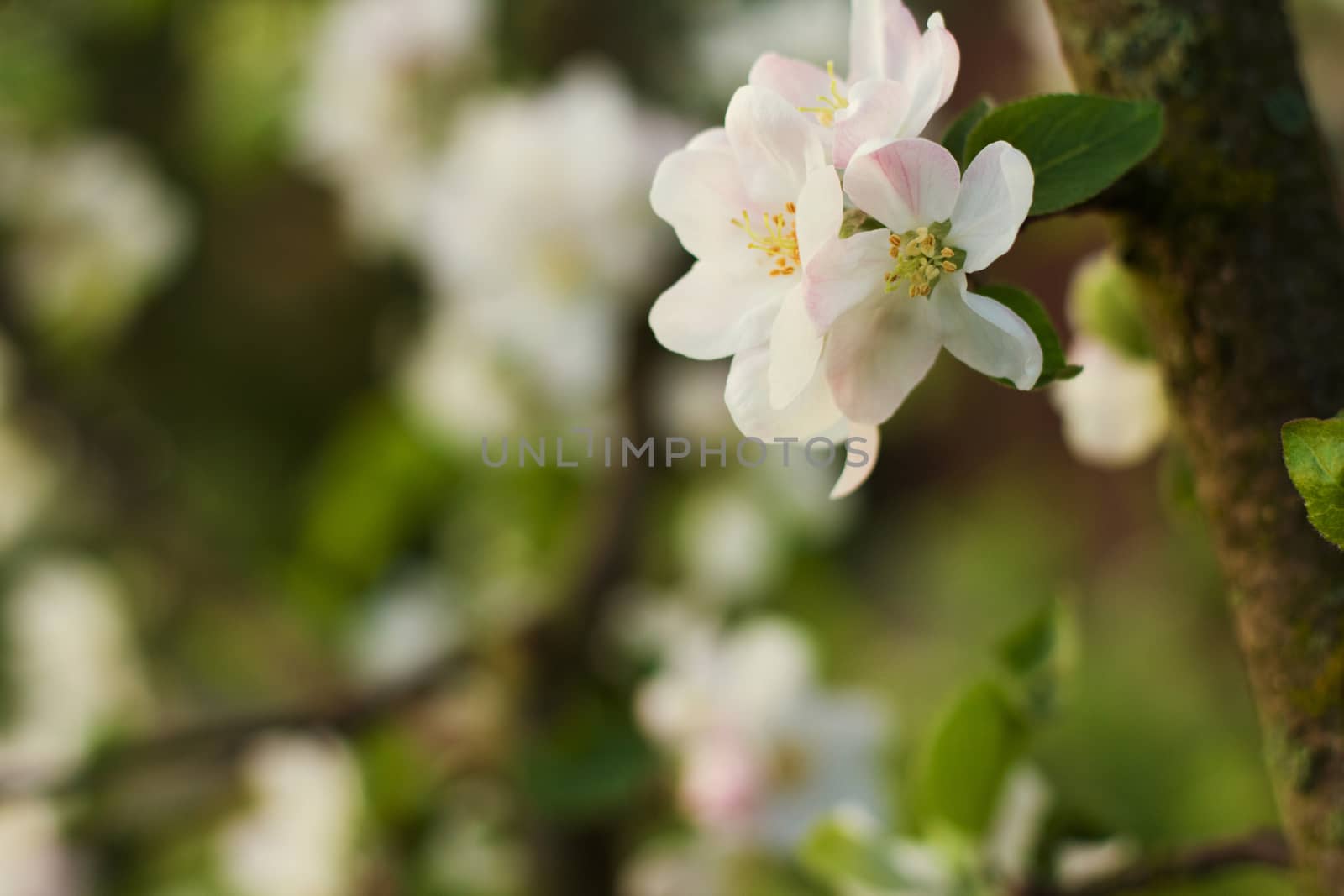 Branch blossoming apple-tree in the early morning by vitaliygrebenuk@gmail.com