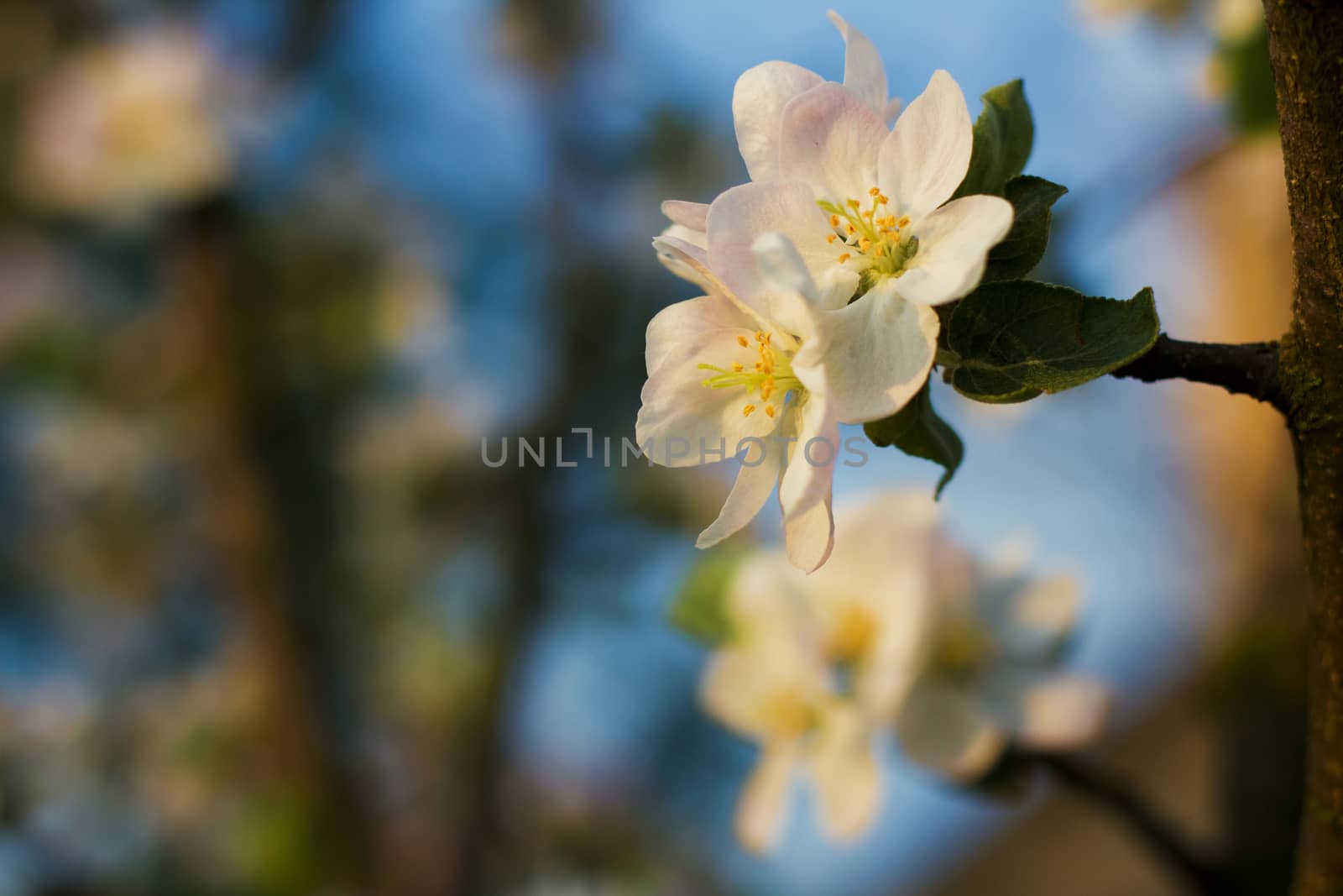 Branch blossoming apple-tree in the early morning by vitaliygrebenuk@gmail.com