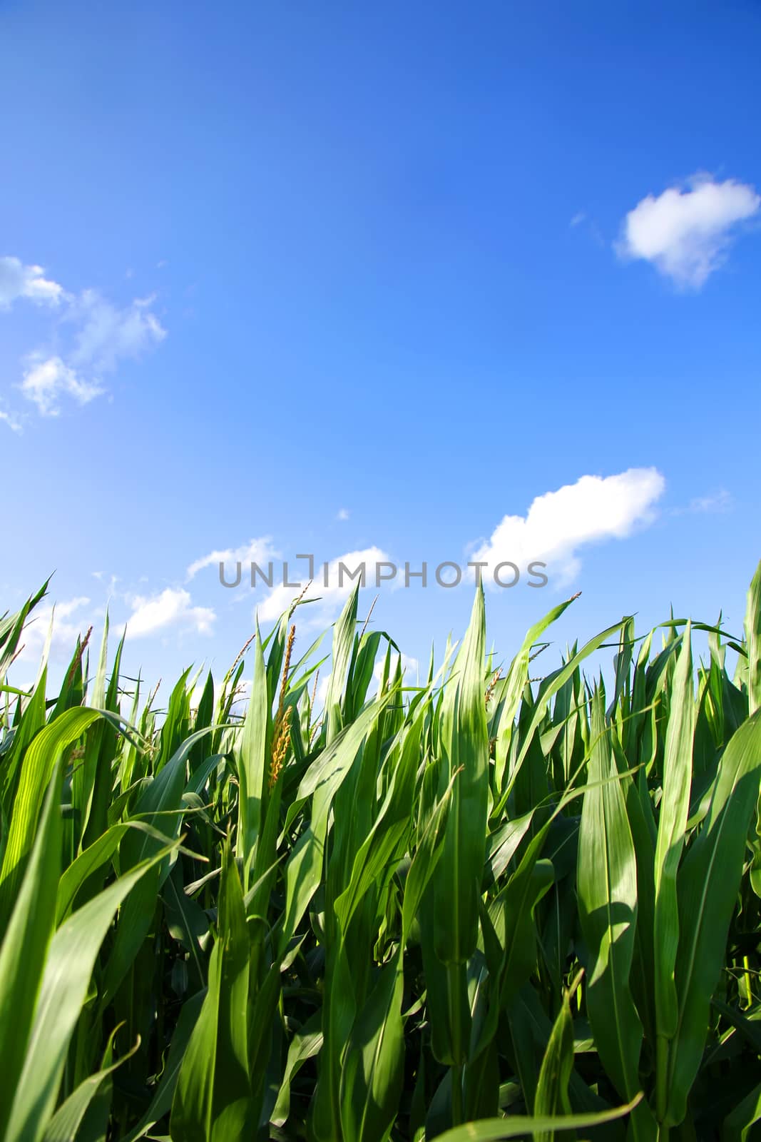 A Corn field under a blue sky.