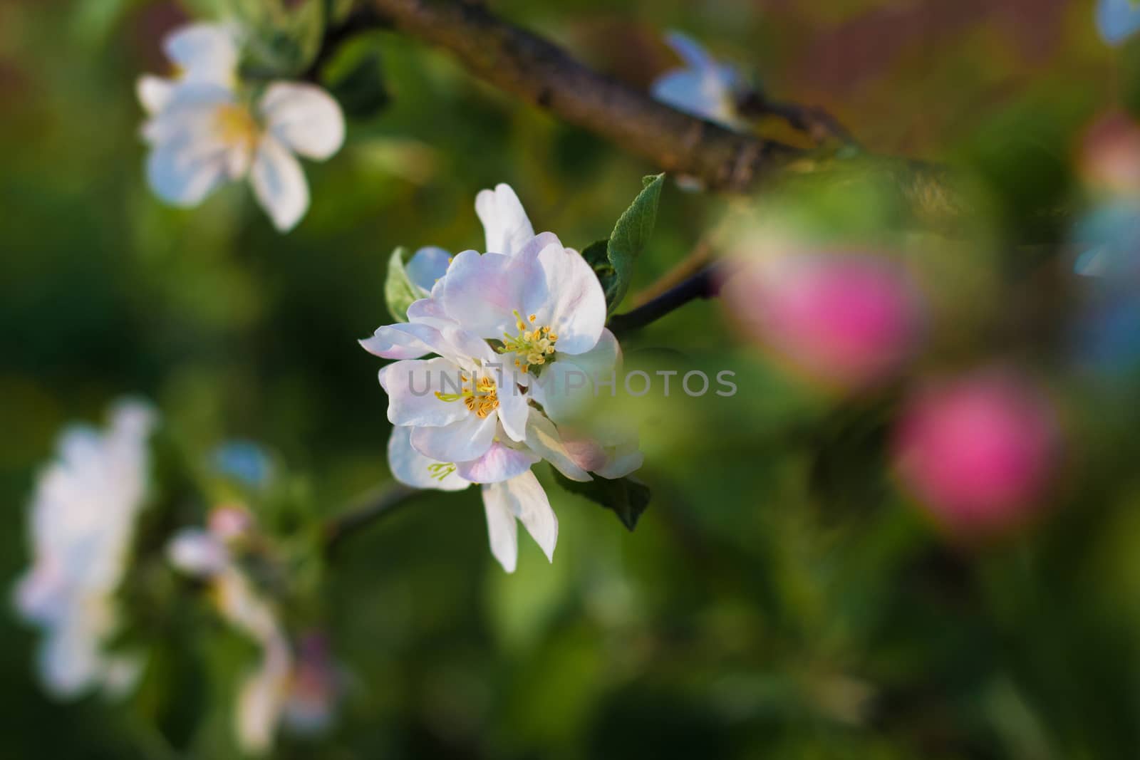 Branch blossoming apple-tree in the early morning