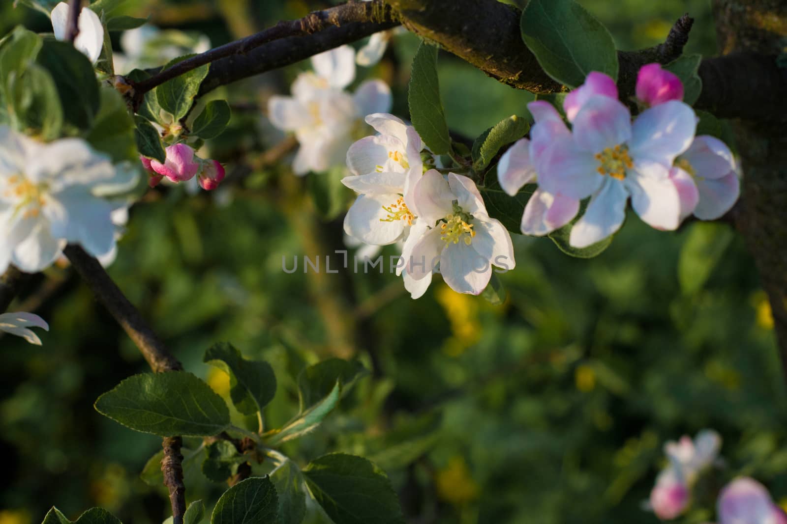 Branch blossoming apple-tree in the early morning