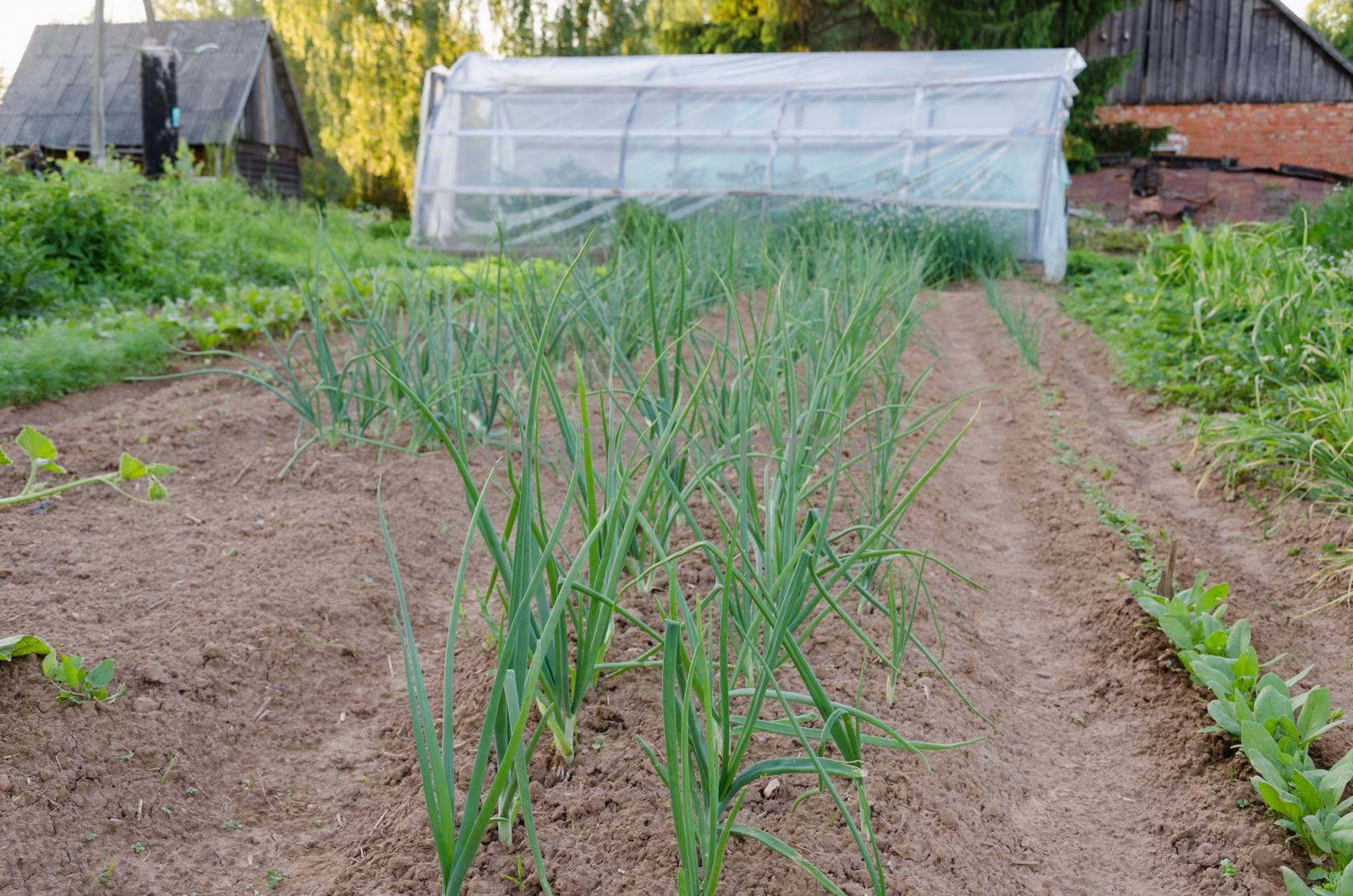 row of onions in the garden by sauletas