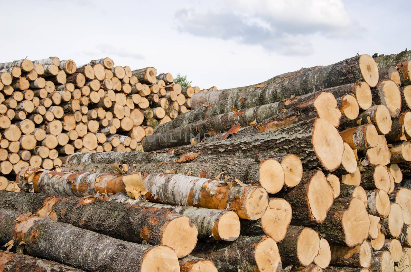 wood fuel birch and pine logs stacks near forest by sauletas