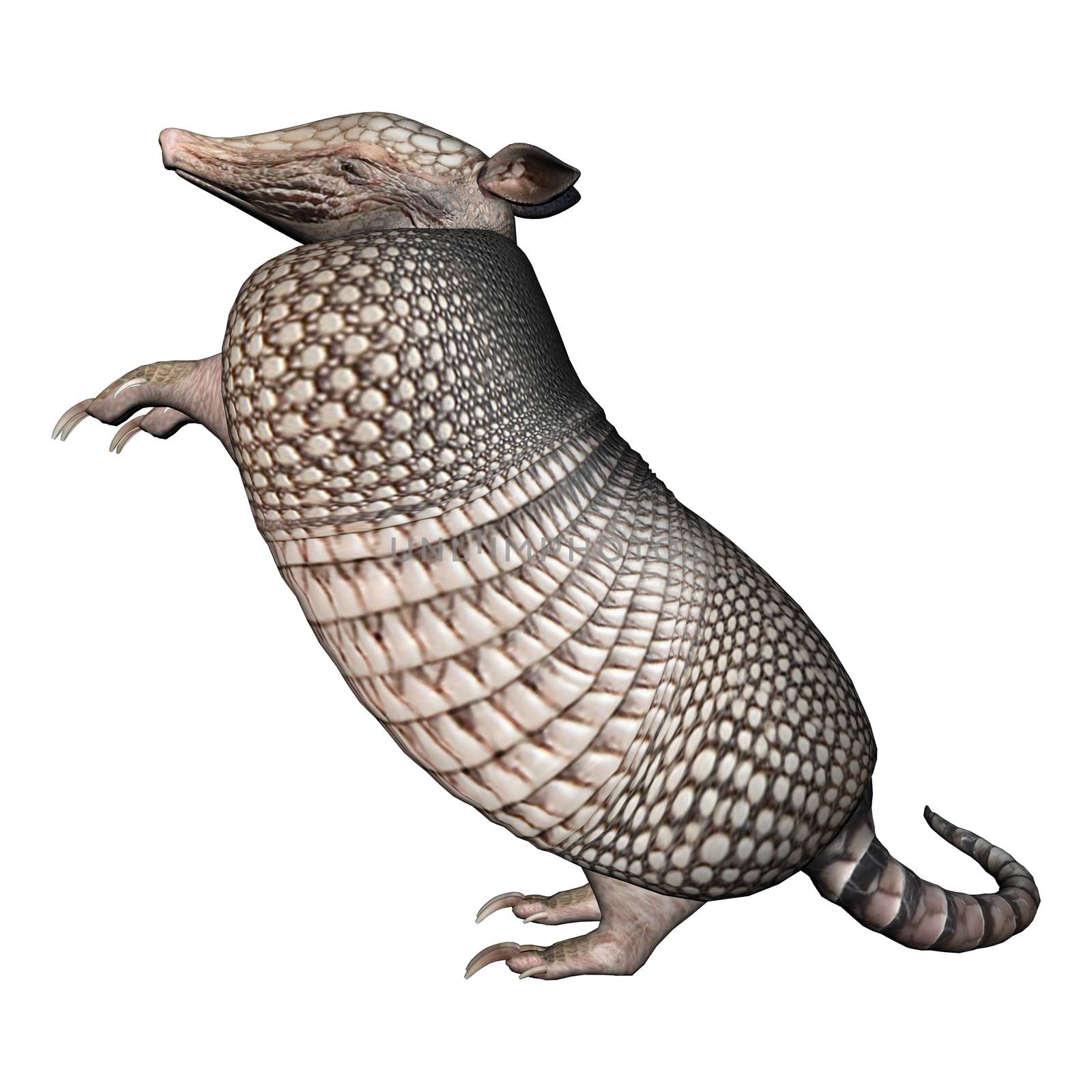 3D digital render of a Armadillos, a New World placental mammal with a leathery armor shell, isolated on white background