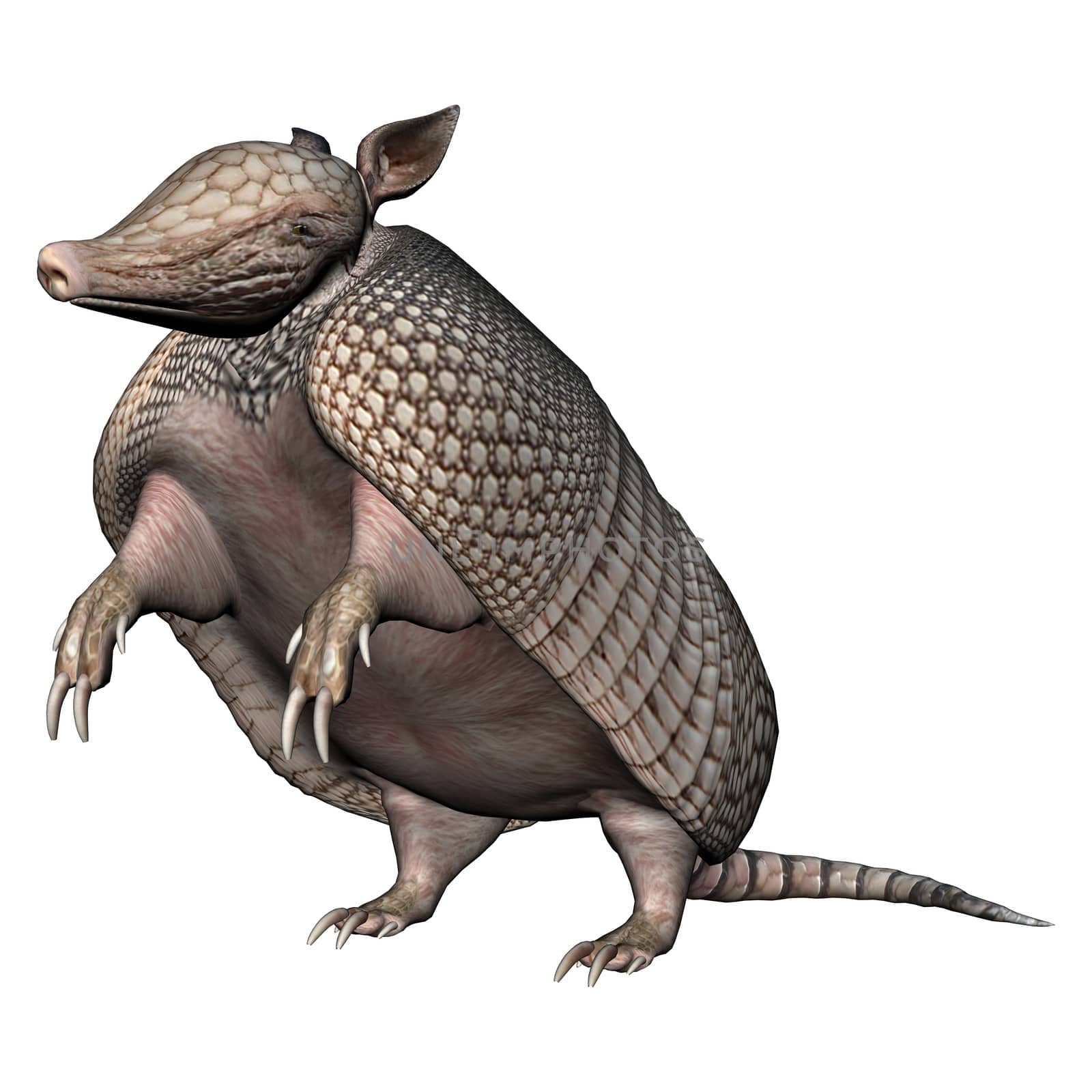 3D digital render of a Armadillos, a New World placental mammal with a leathery armor shell, isolated on white background