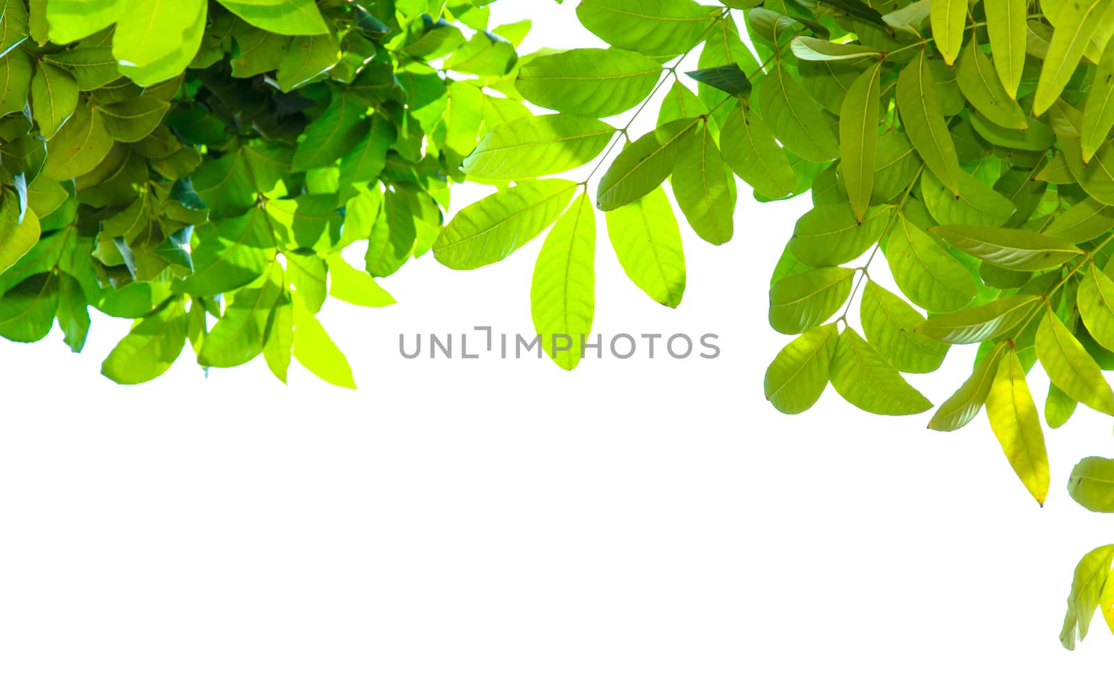 The green leaves isolated on white background.