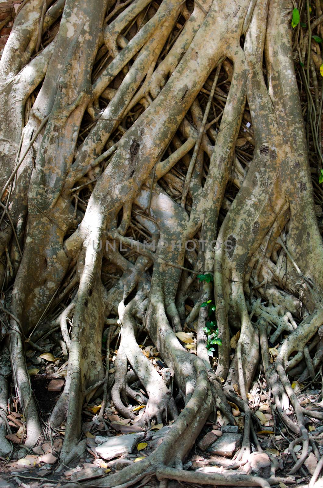 Great image of brown dark tree roots.