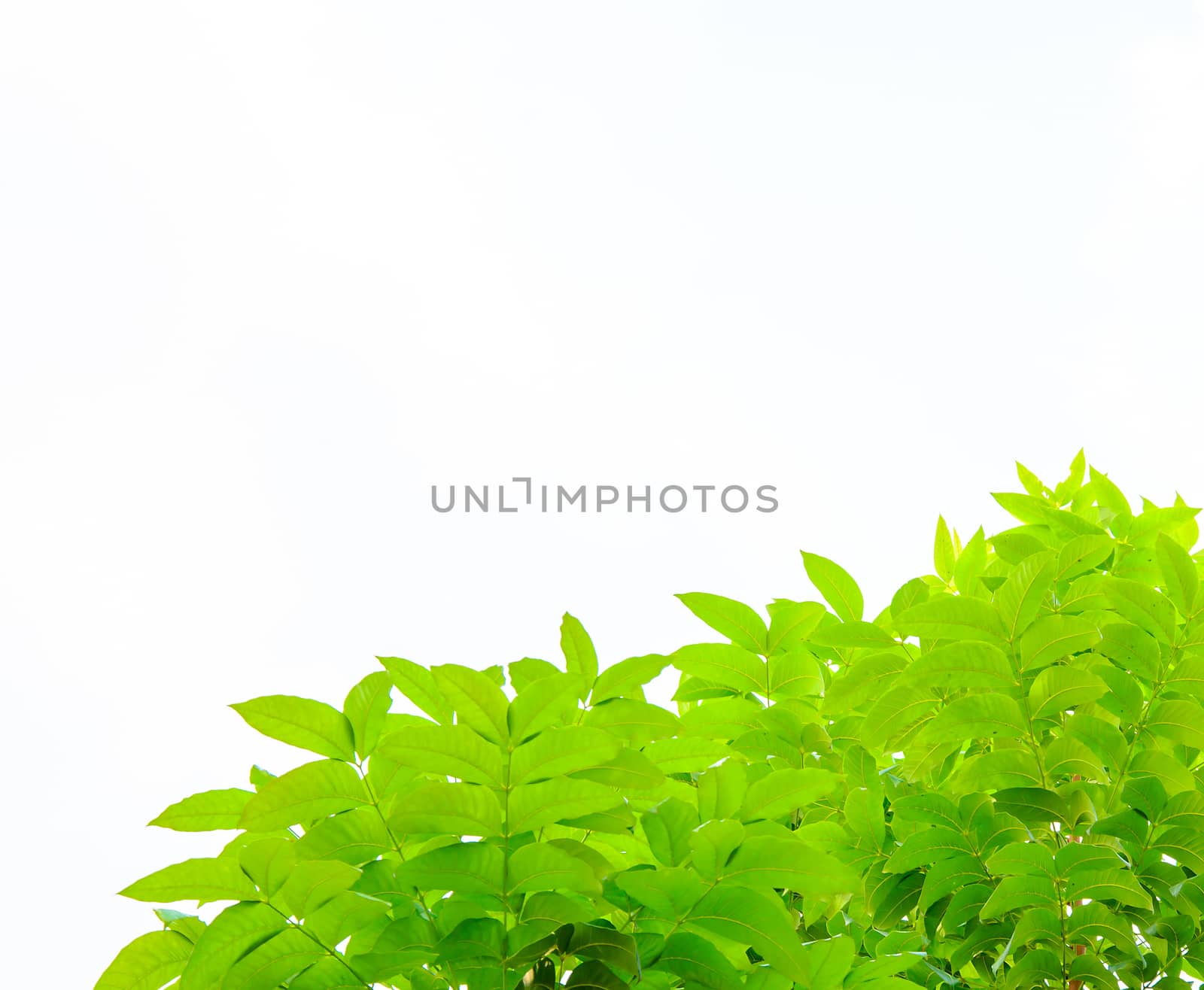 The green leaves isolated on white background.