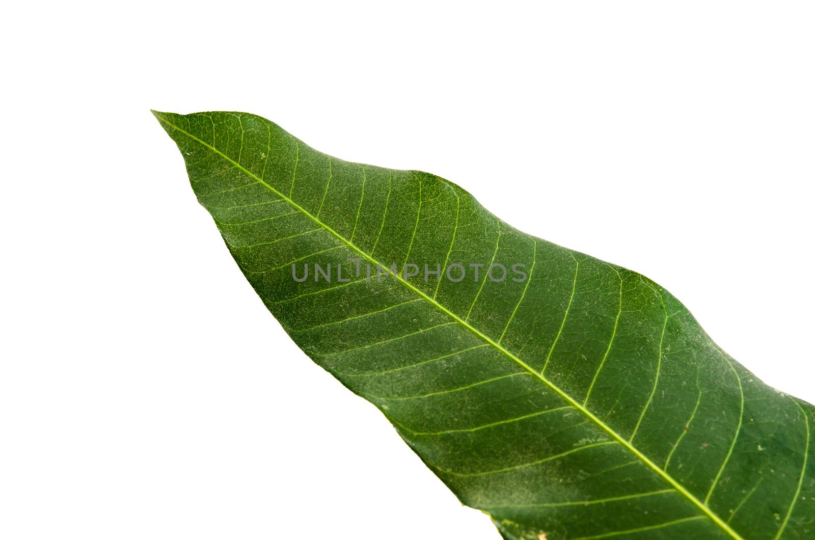 Mango leaves isolated on white the background image.