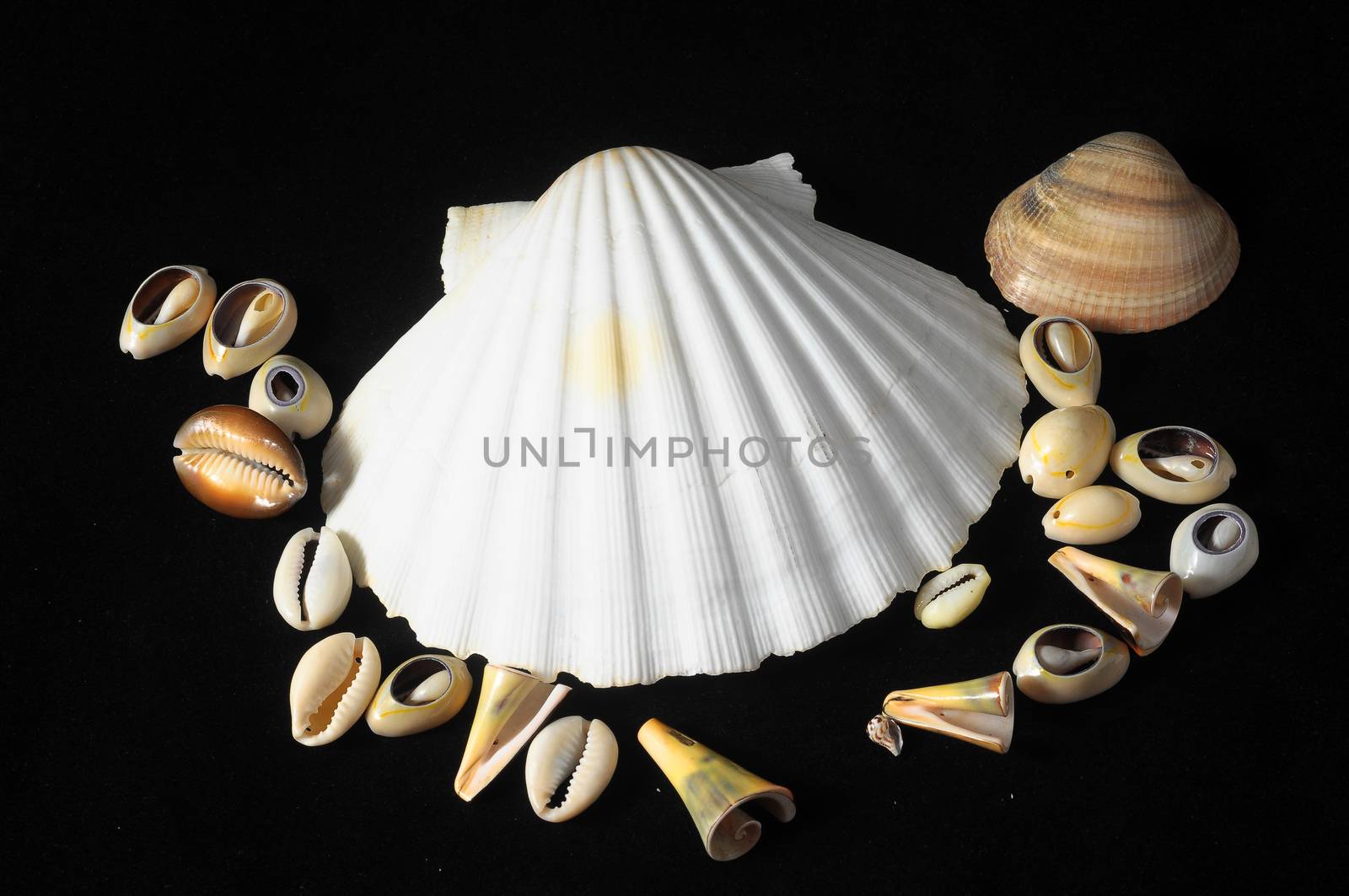 Textured Limestone Sea Shells on a Black Background