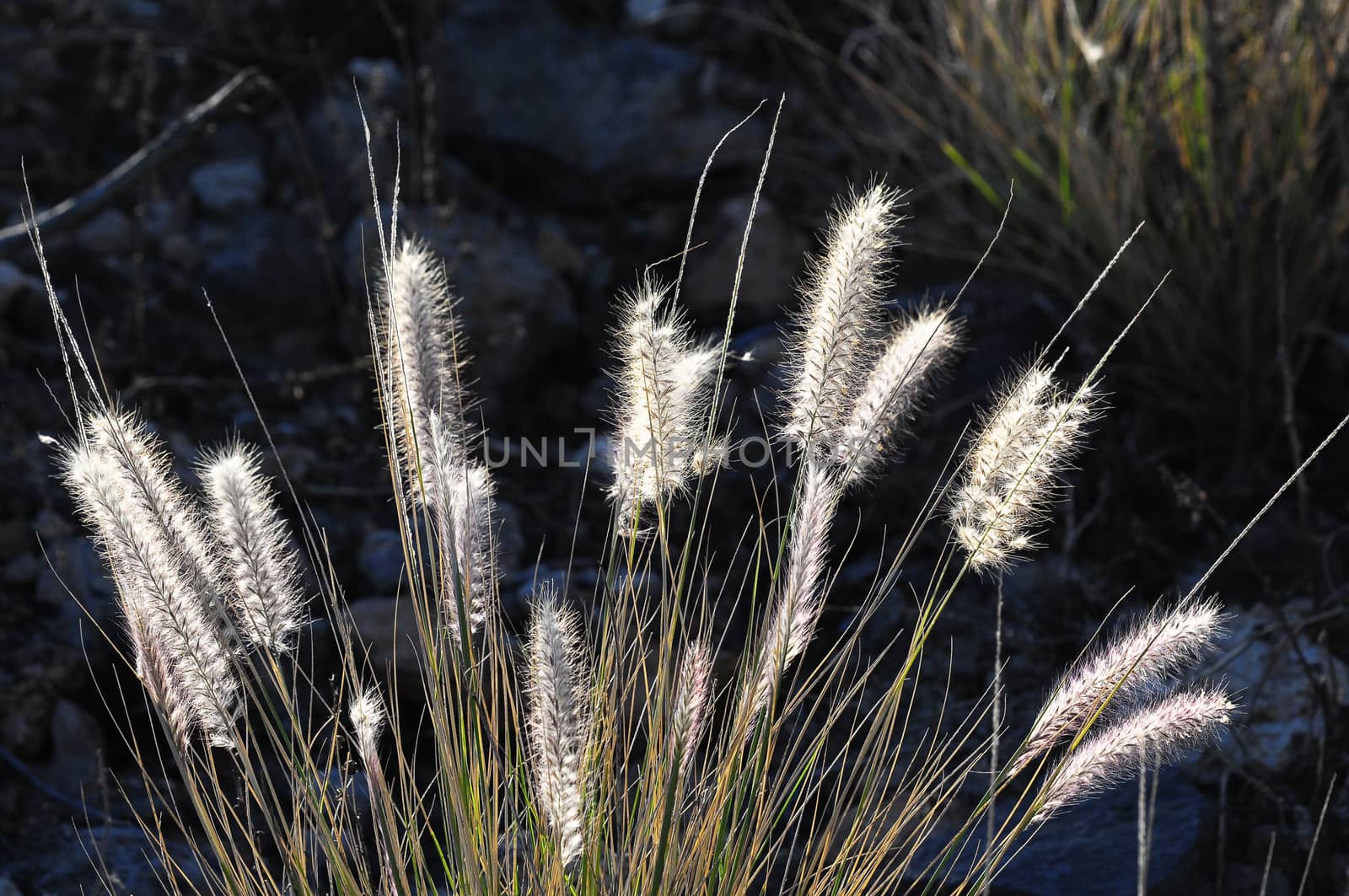 Some Dry Ears Grass in Backlight at Sunset