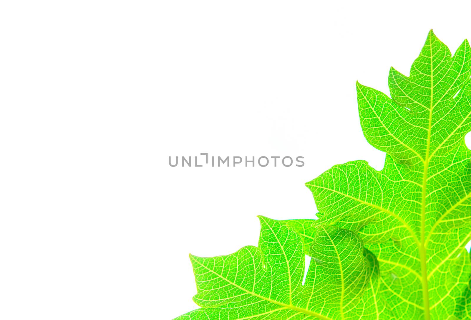 The green leaves isolated on white background.