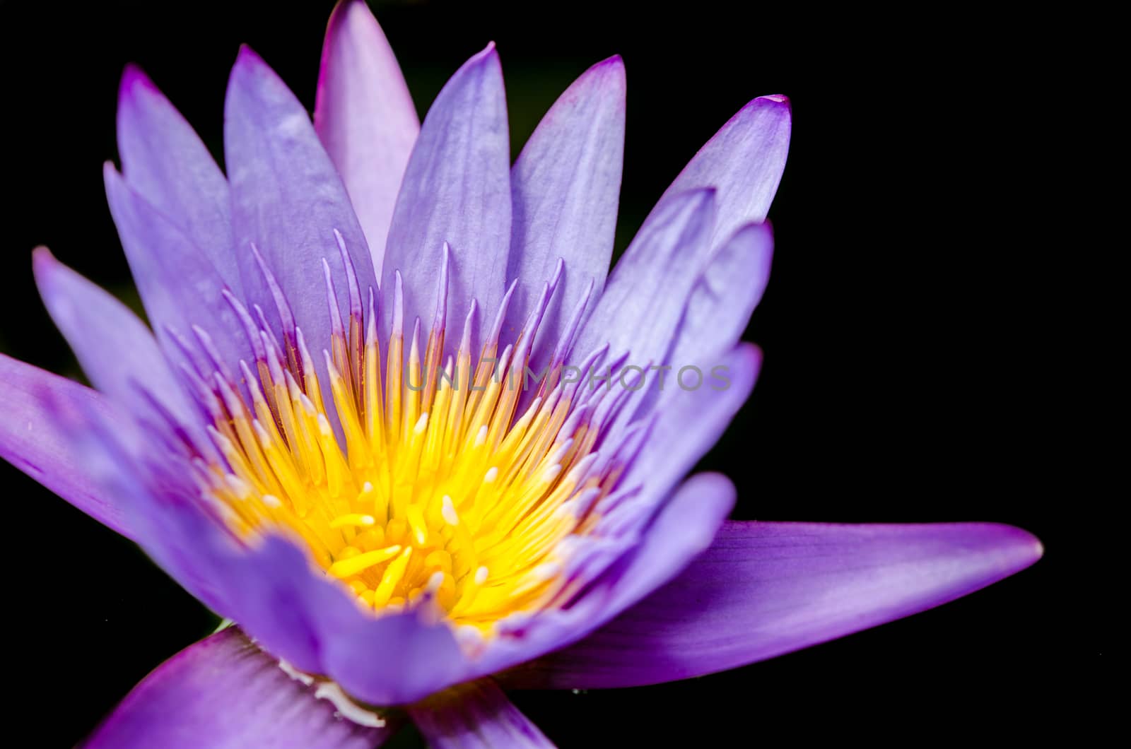 A purple lotus on a black background