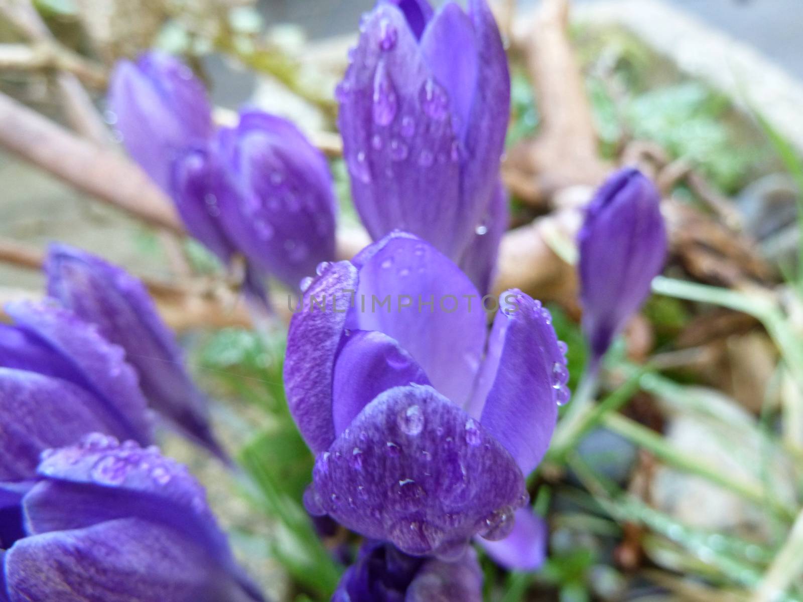 Rain on flowers by gazmoi