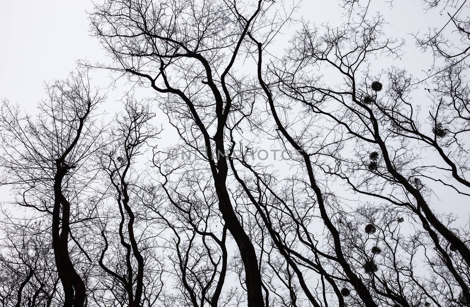 Silhouettes of bare trees with mistletoes by rootstocks