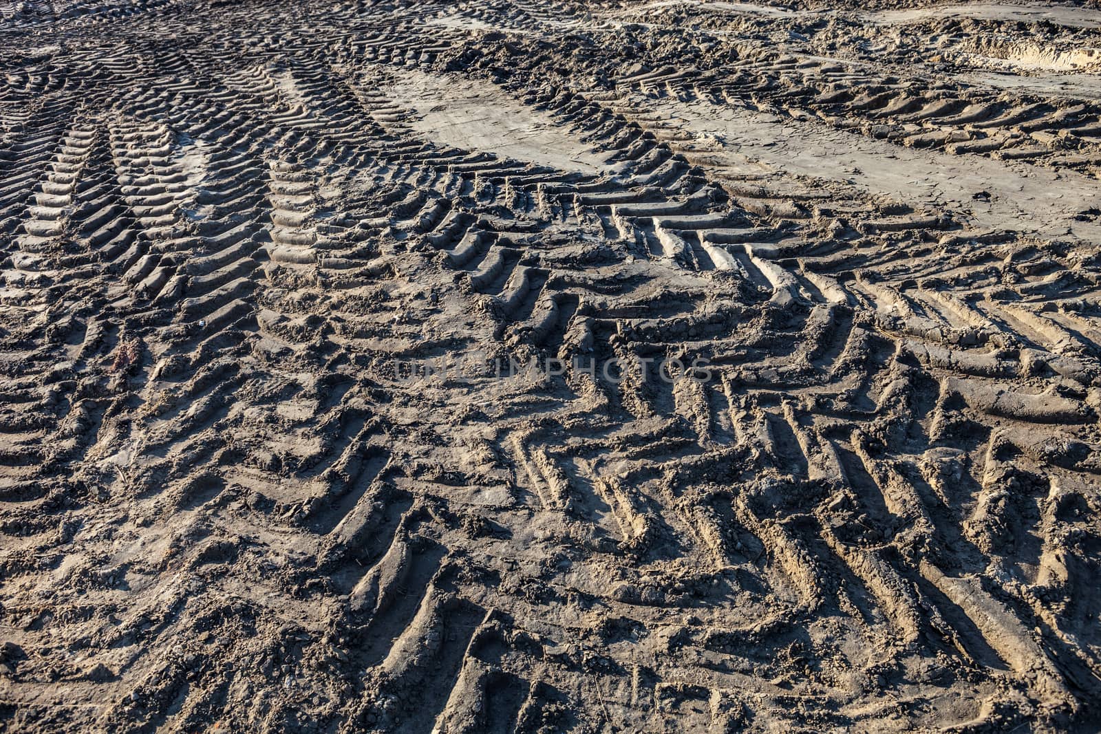 Wheel tracks on the ground by rootstocks