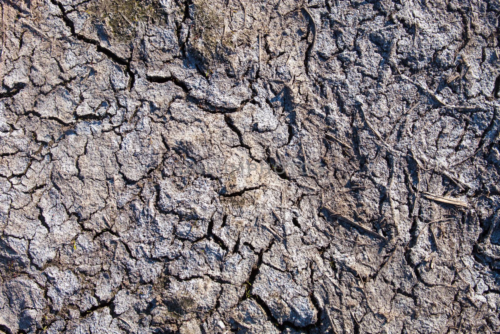 Dried-up mud surface by rootstocks