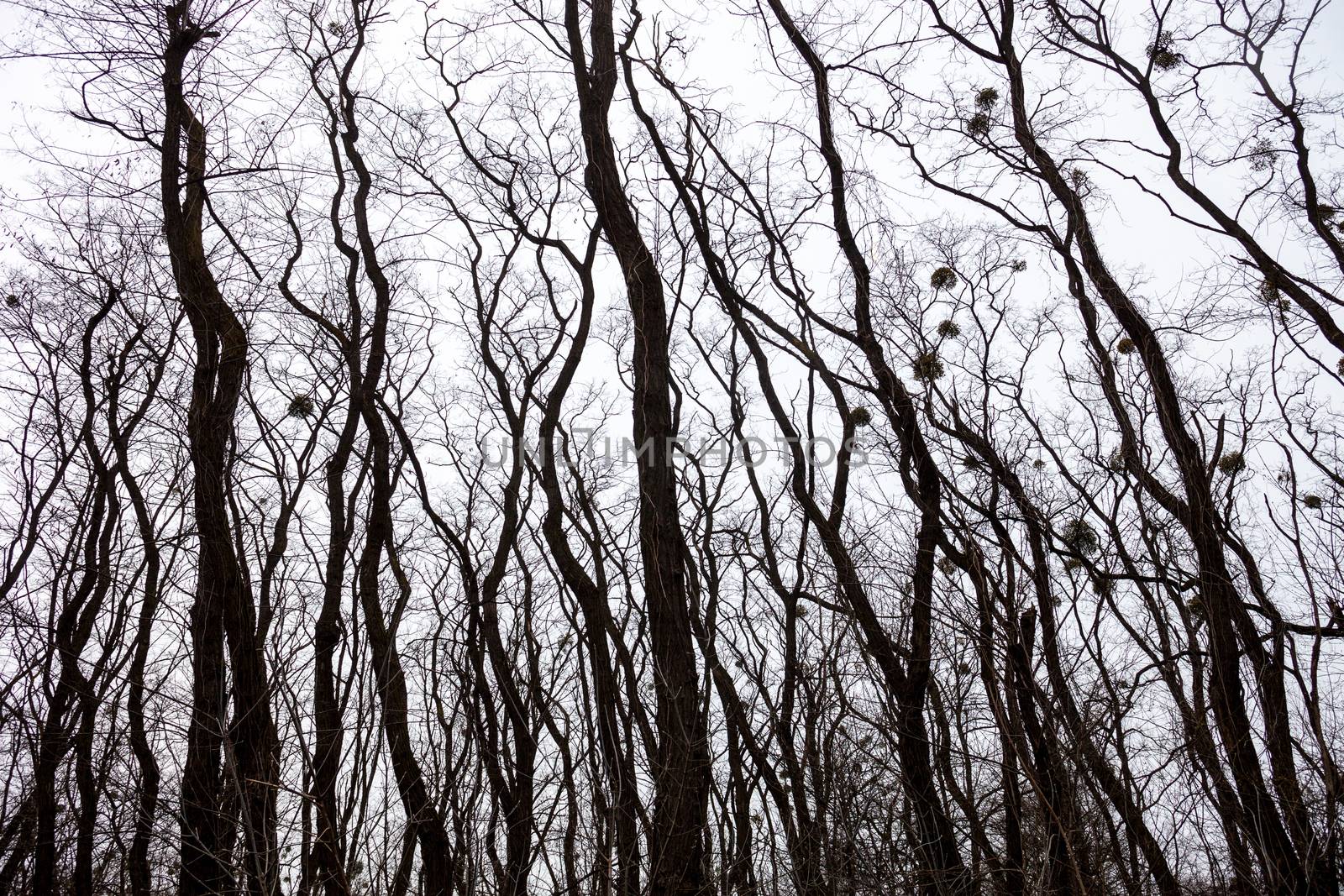 Silhouettes of bare trees with mistletoes against grey sky