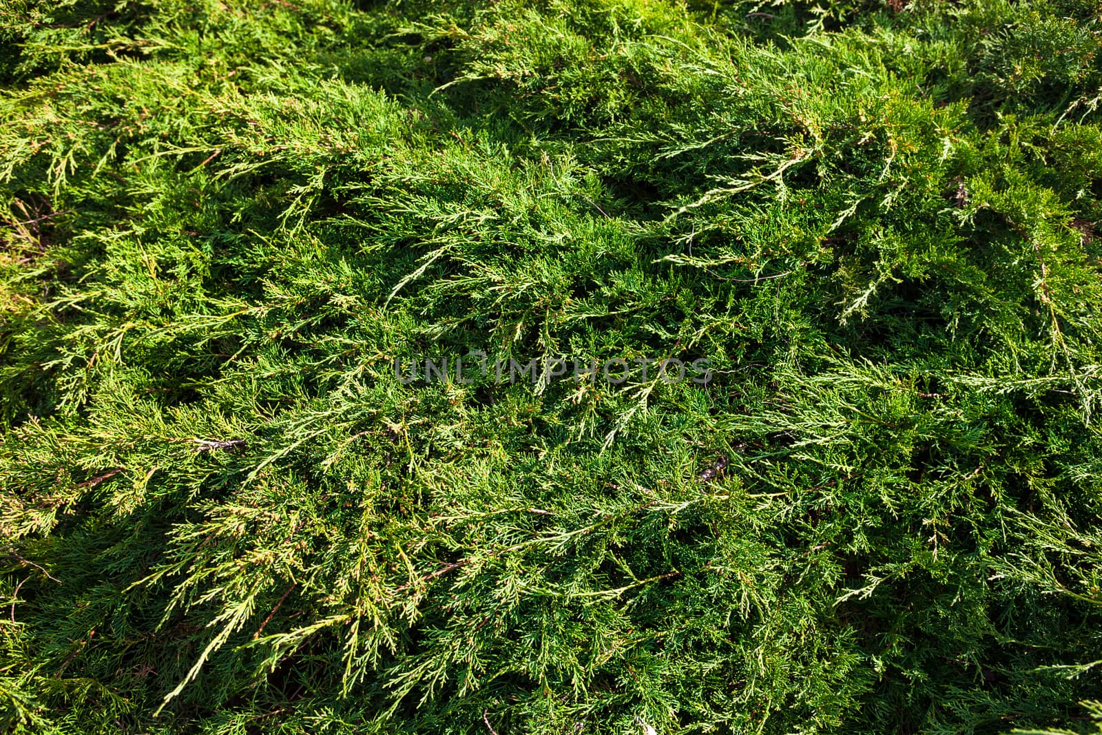 Branches of juniper, the evergreen coniferous plant with scale-like leaves.