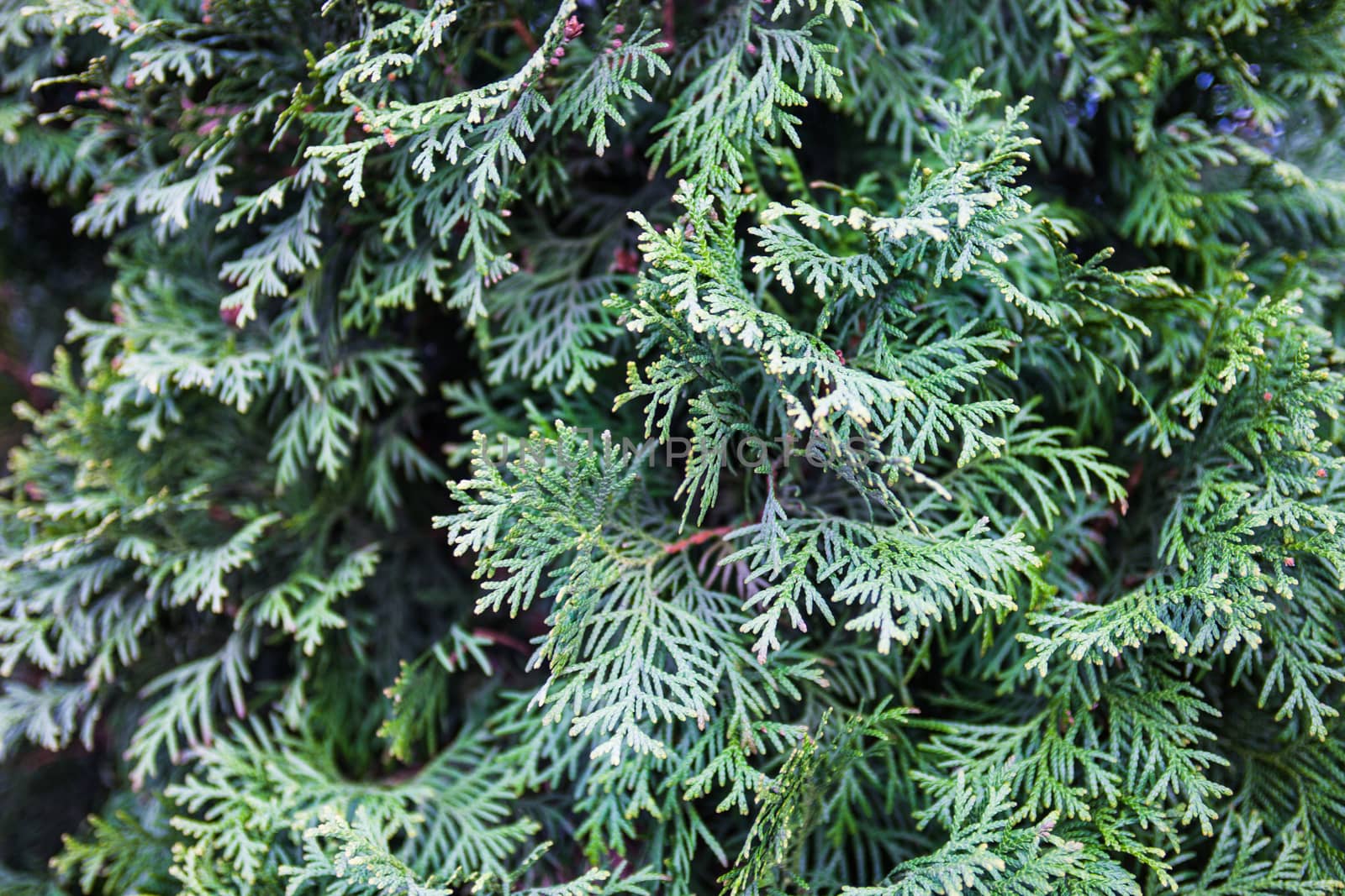 Branches of juniper, the evergreen coniferous plant with scale-like leaves.
