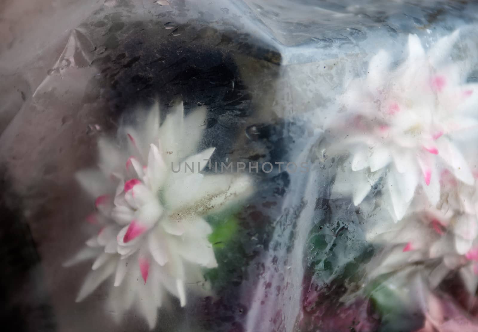Artificial flowers thrown away in polyethylene by rootstocks