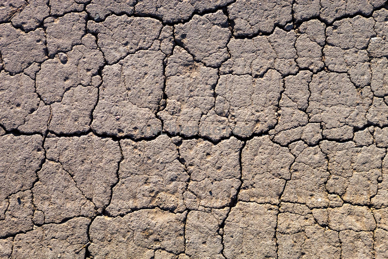 Cracked dry ground by rootstocks