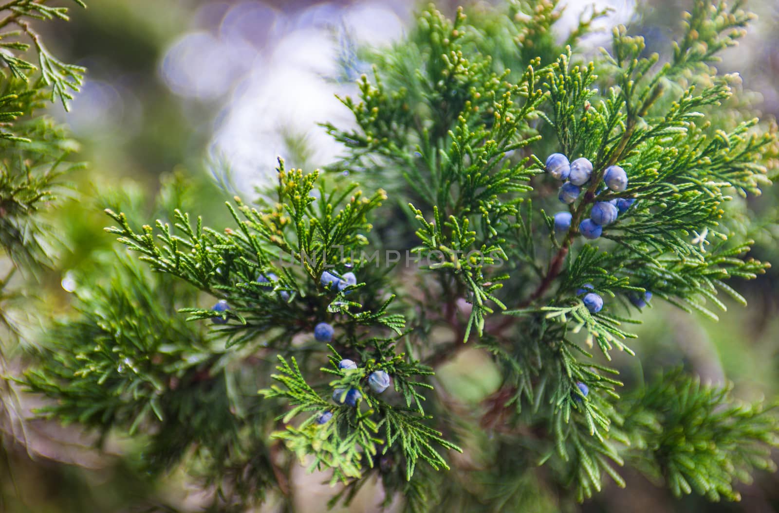 Juniper branch with blue female berry-like seed cones