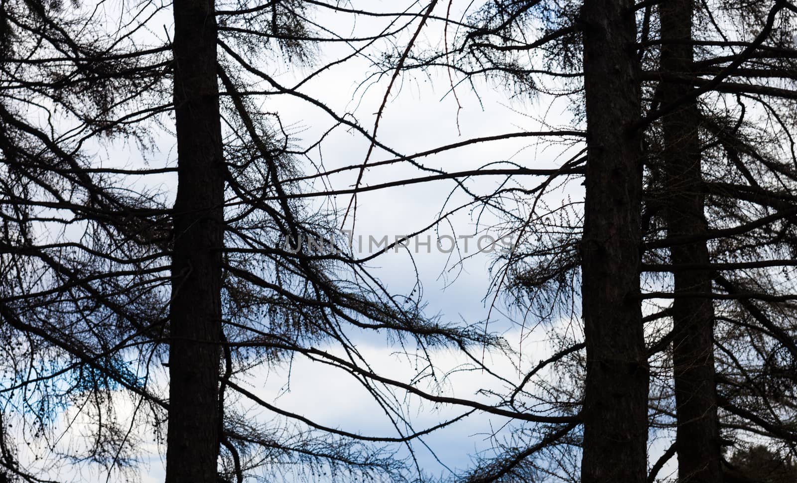 Silhouettes of three coniferous trees against cloudy sky