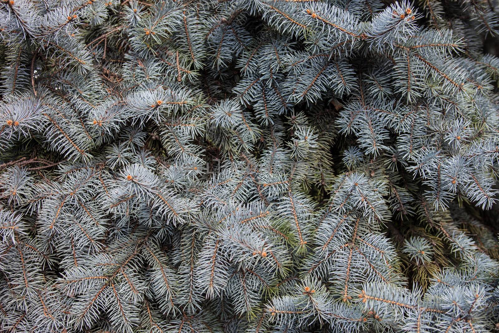 Evergreen branches of the Colorado blue spruce.