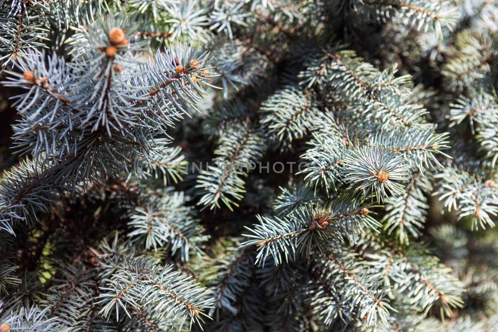 Evergreen branches of the Colorado blue spruce.