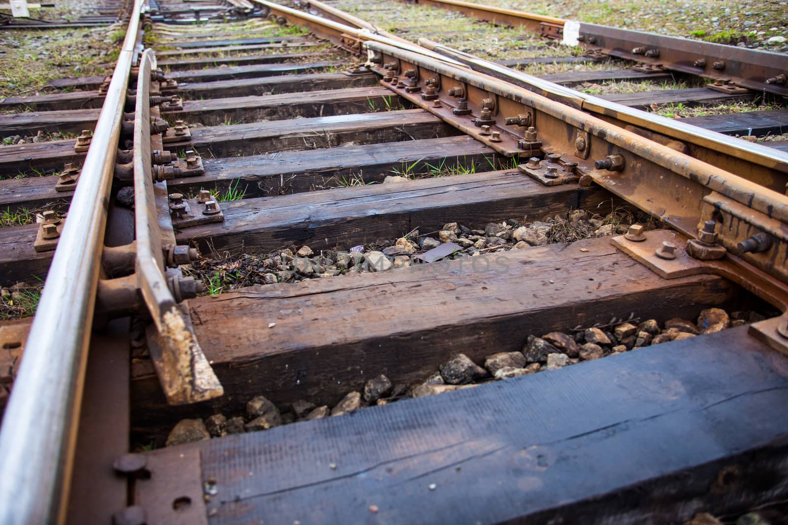 Old railroad track by rootstocks