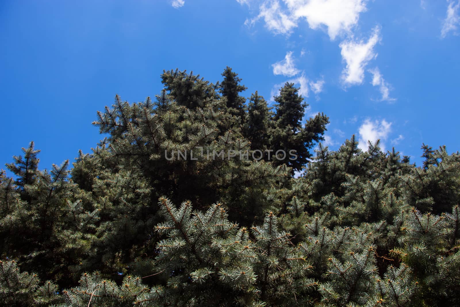 Crone of the Colorado blue spruce against the blue sky background