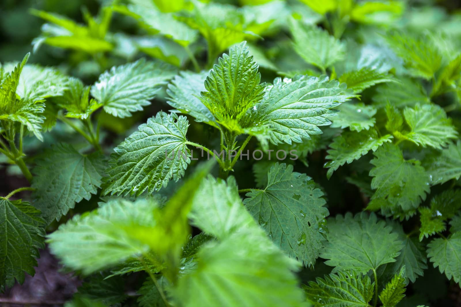 Lots of stinging nettles which have leaves covered with fine hairs that sting.