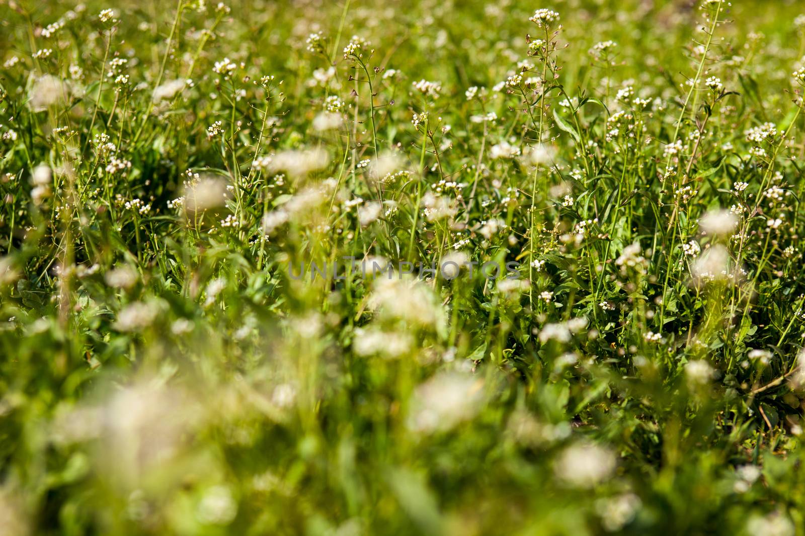 Meadow with shepherd's-purse flowers