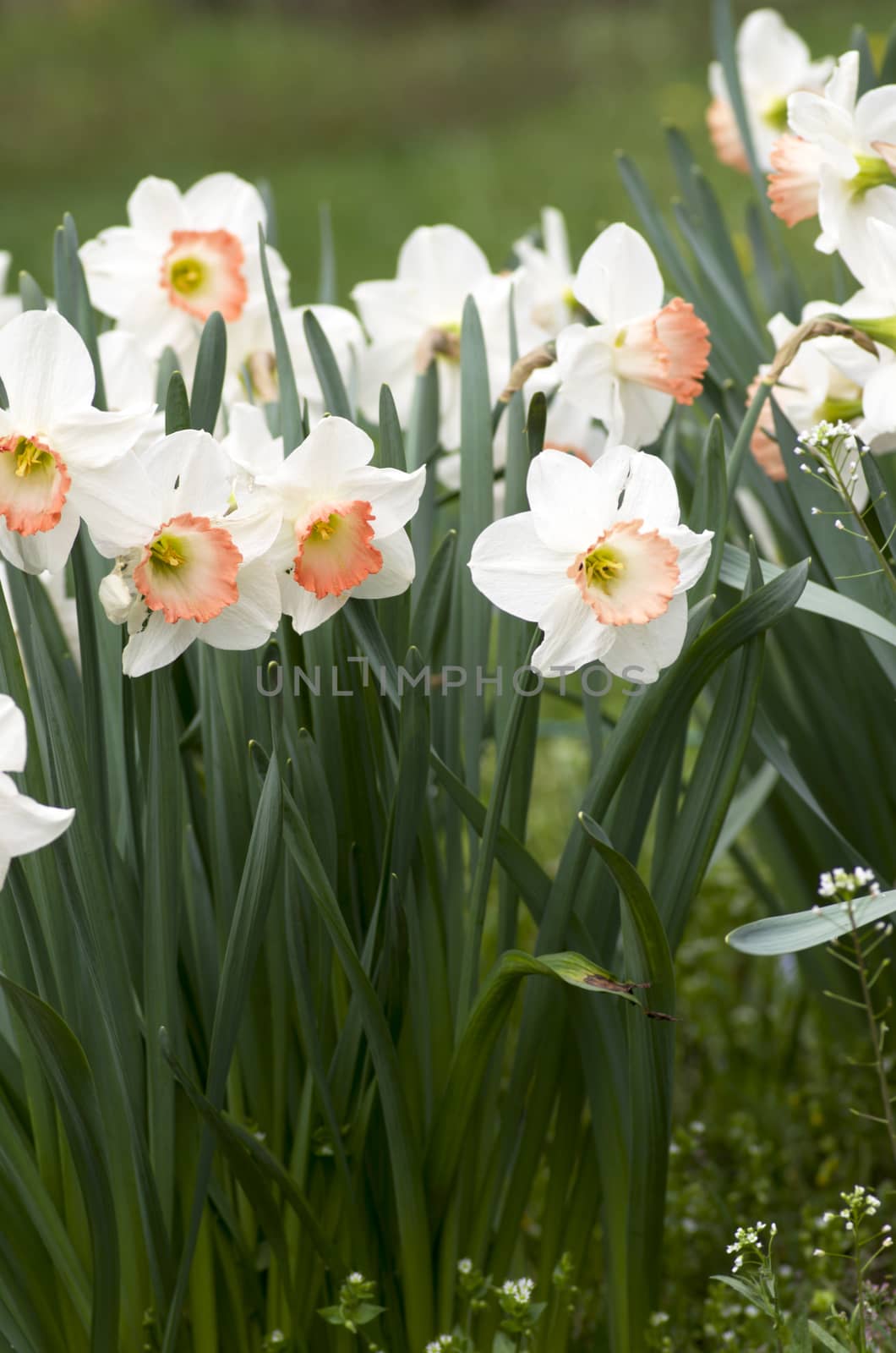 narcissus flowers over natural background. 