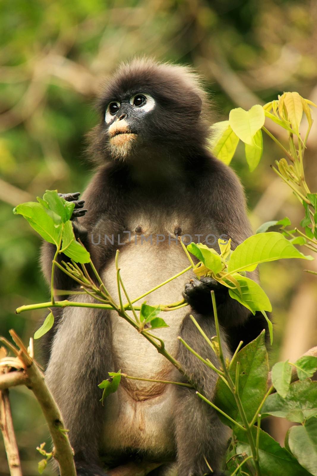 Spectacled langur sitting in a tree, Wua Talap island, Ang Thong National Marine Park, Thailand