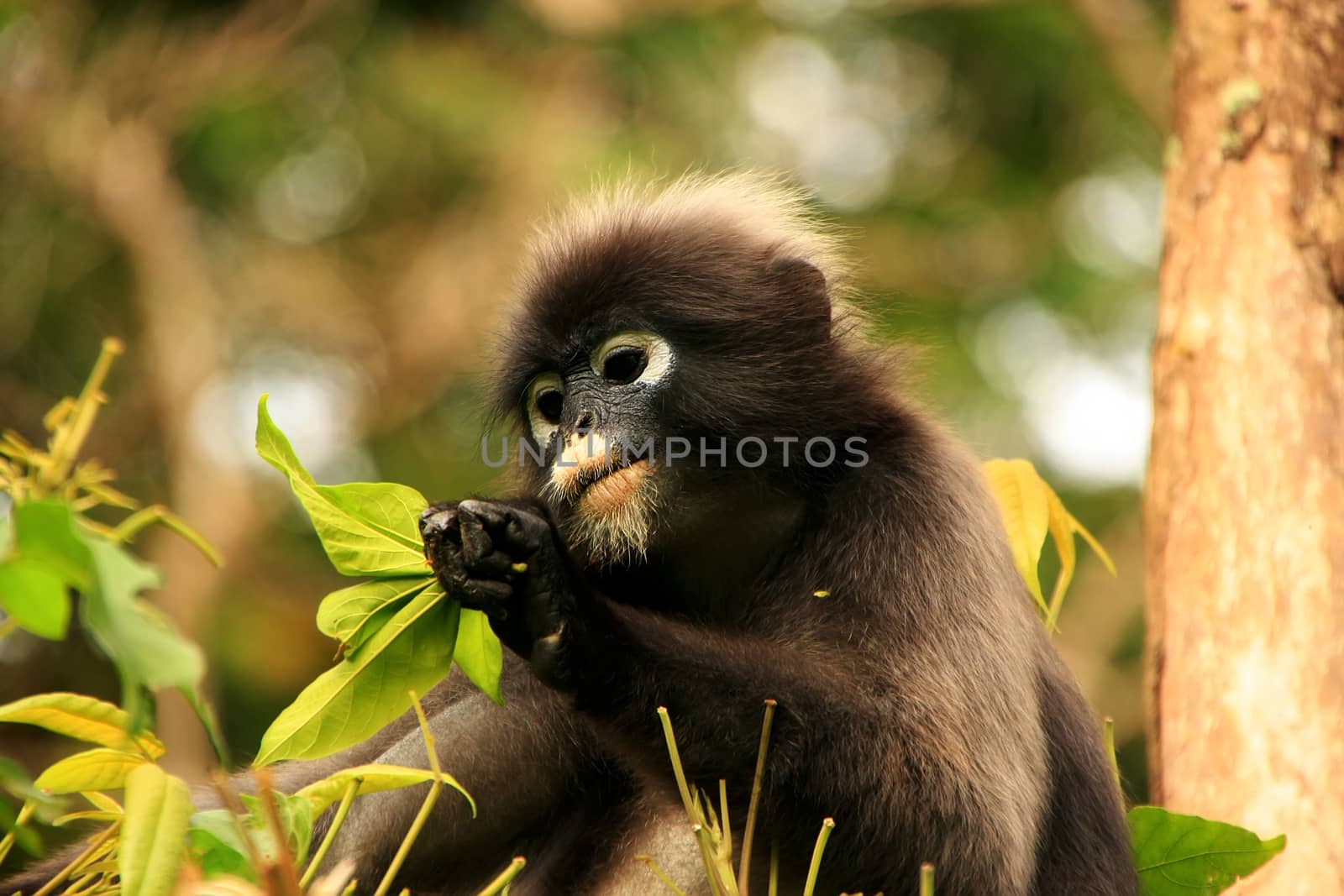 Spectacled langur sitting in a tree, Wua Talap island, Ang Thong National Marine Park, Thailand