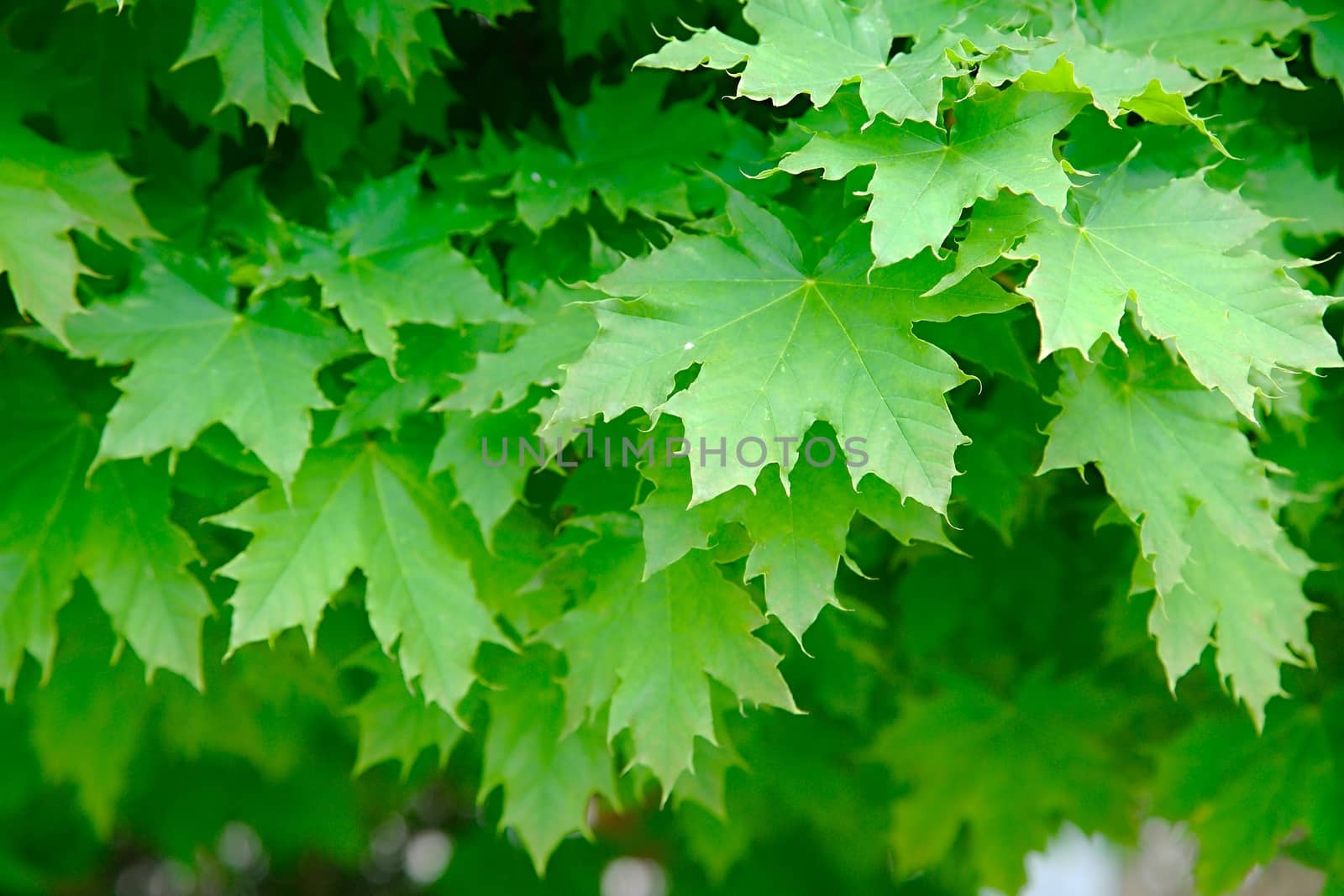 Green leaves of a tree