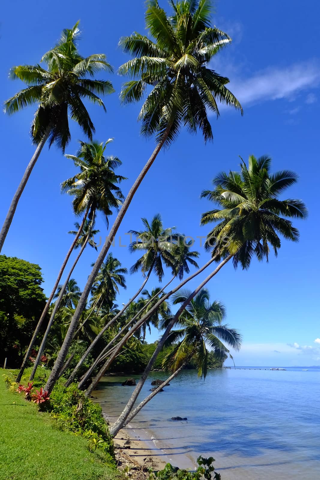 Palm trees on a beach, Vanua Levu island, Fiji by donya_nedomam