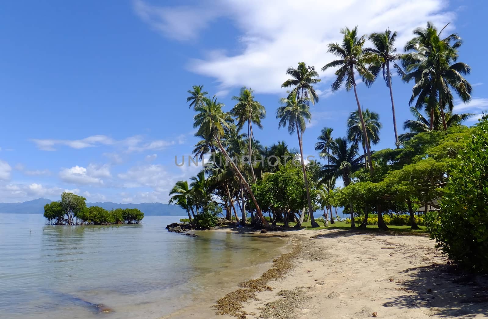 Palm trees on a beach, Vanua Levu island, Fiji by donya_nedomam