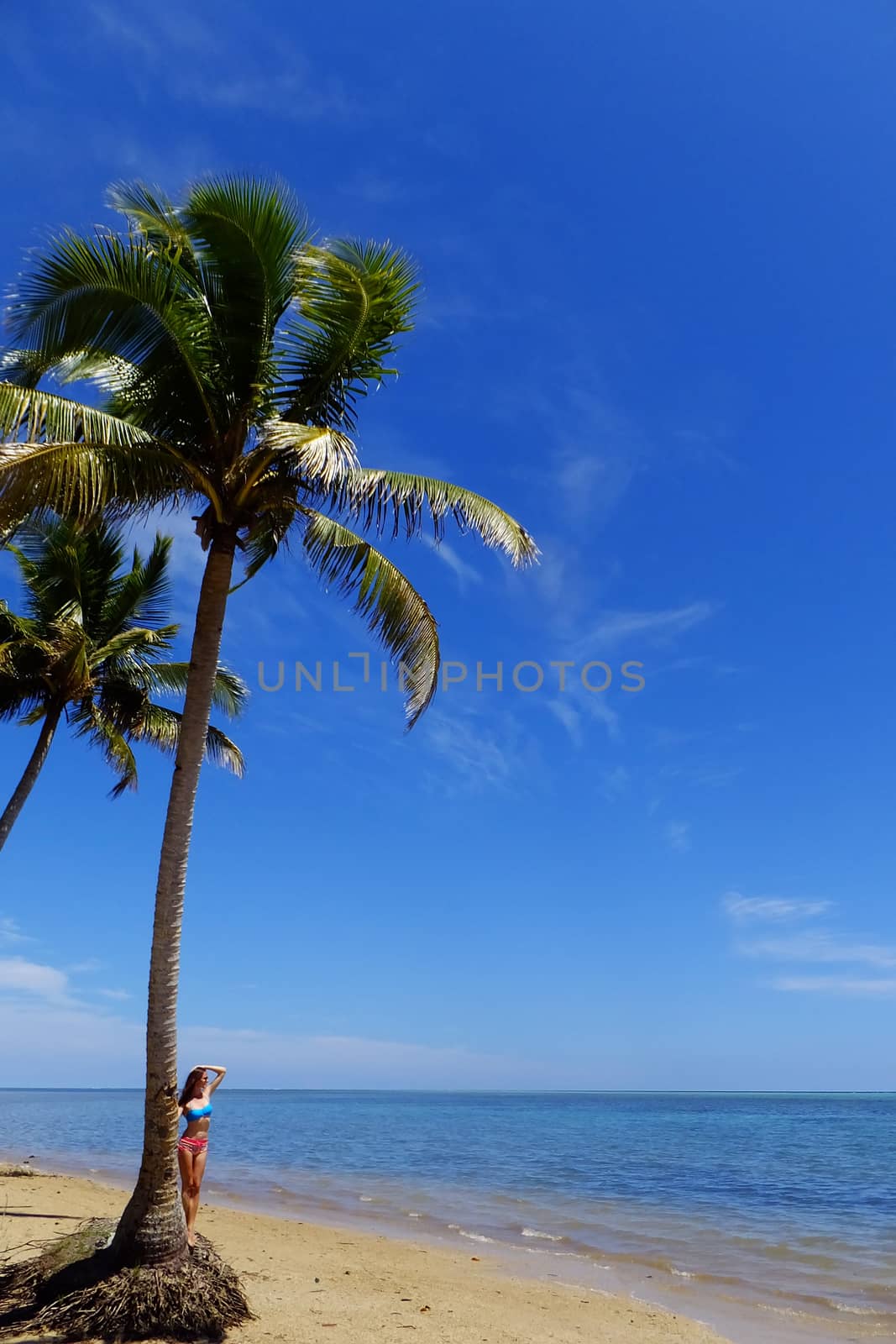 Palm tree on a beach, Vanua Levu island, Fiji, South Pacific