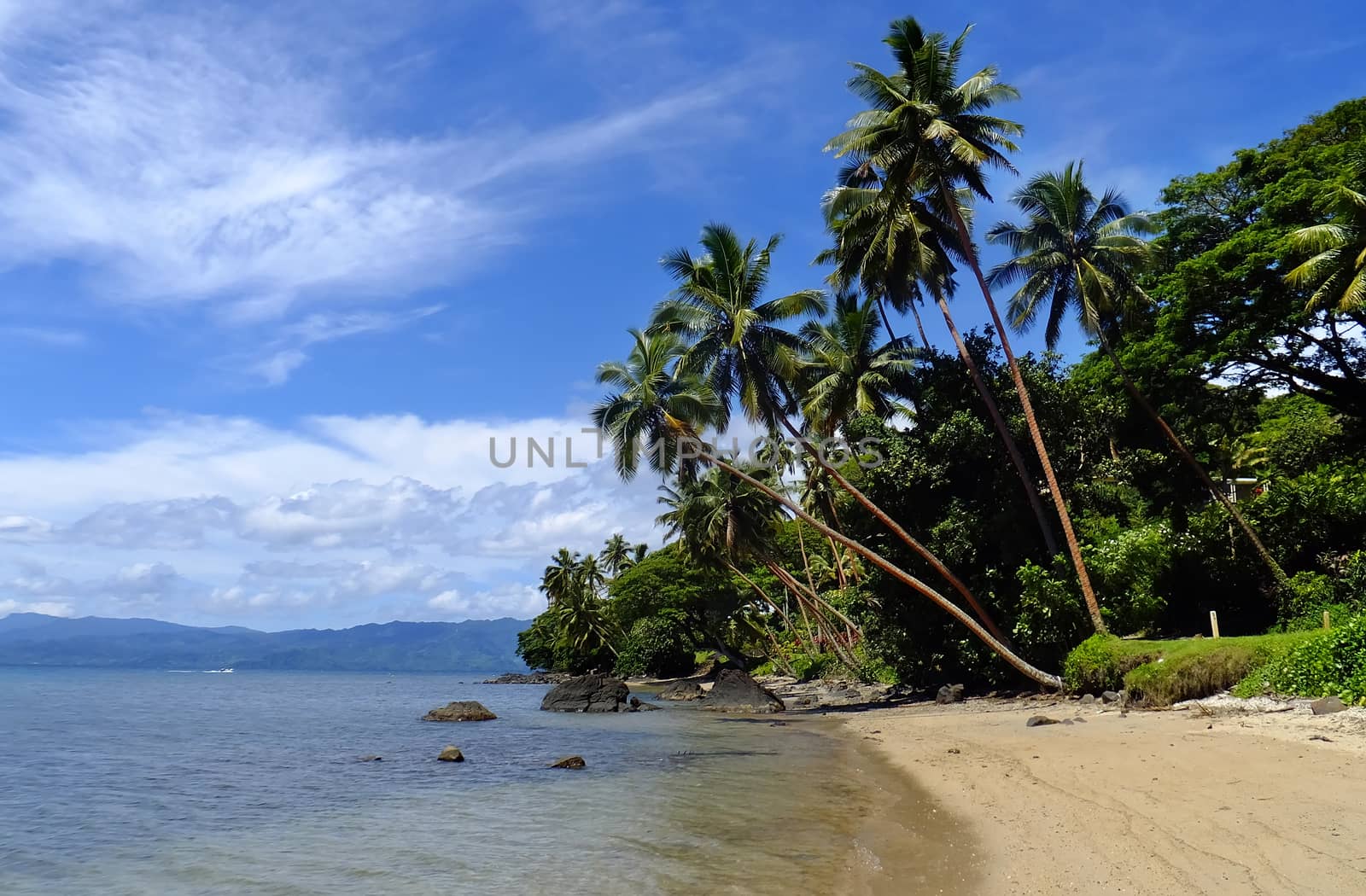 Palm trees on a beach, Vanua Levu island, Fiji by donya_nedomam