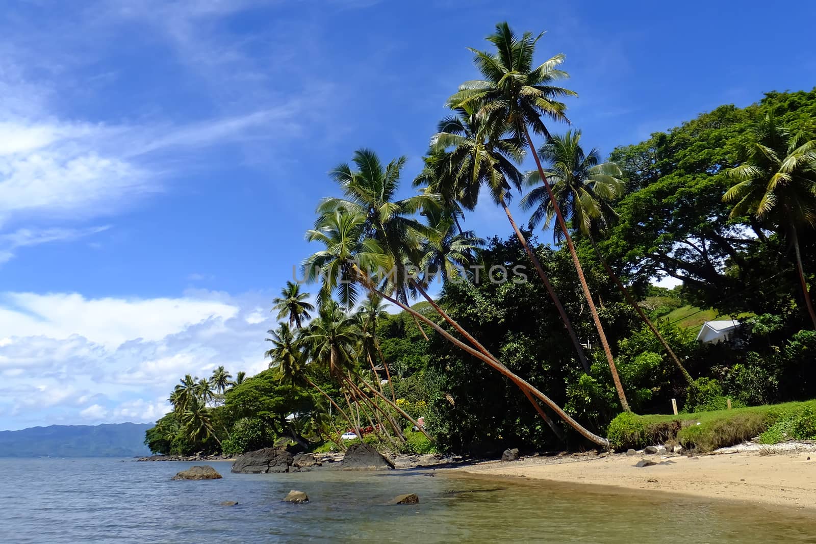 Palm trees on a beach, Vanua Levu island, Fiji by donya_nedomam