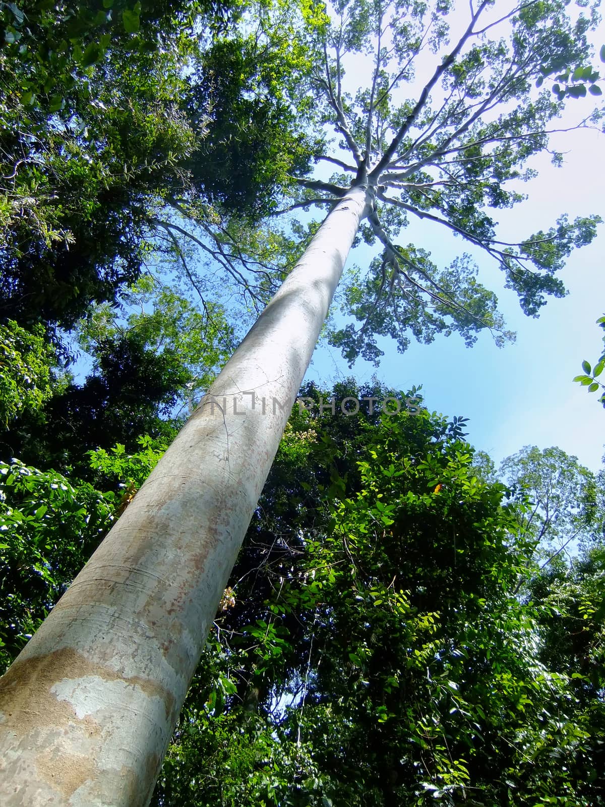 Tall tree in Taman Negara National Park, Malaysia by donya_nedomam