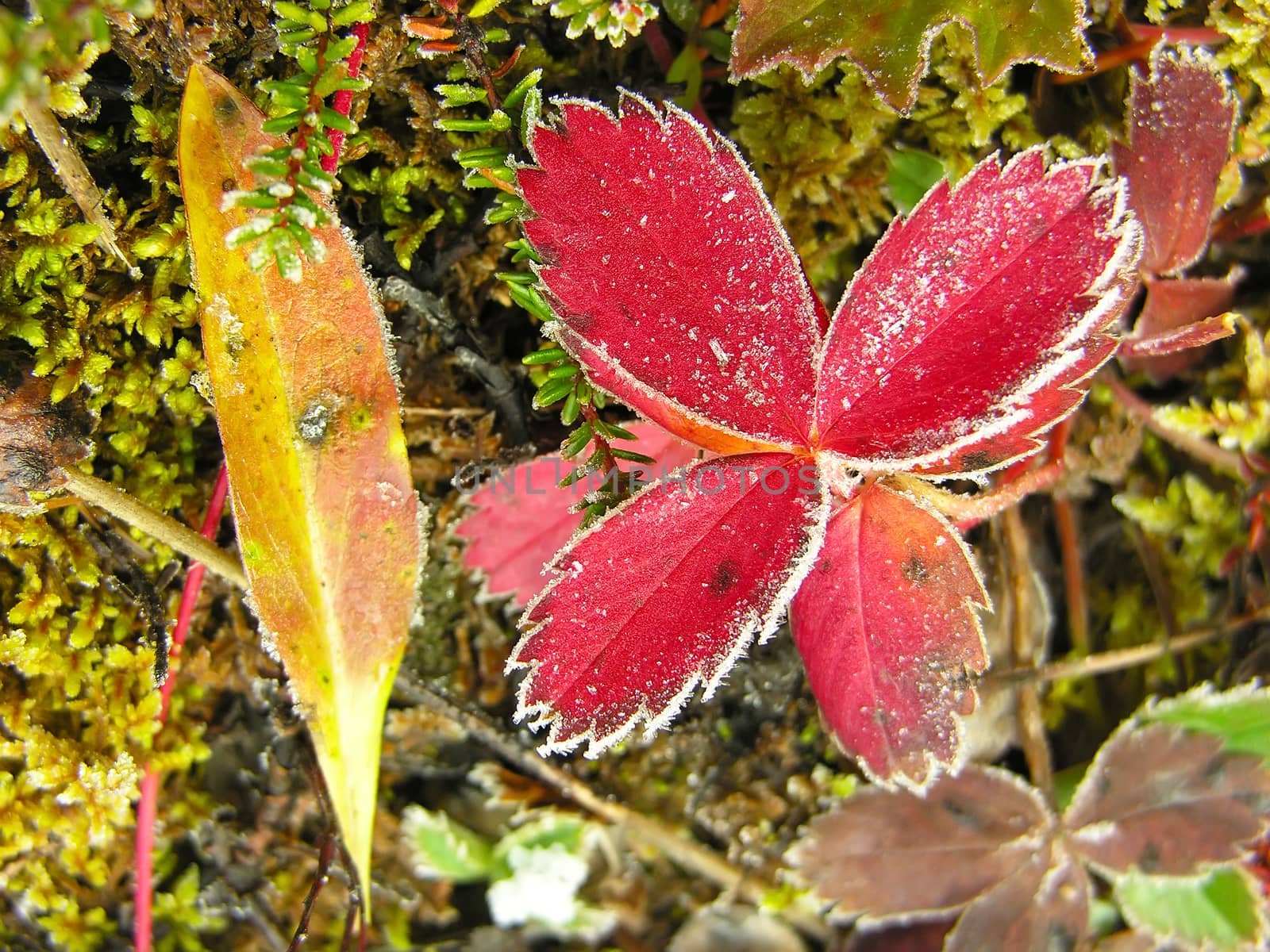 Frosted strawberry leaves, Yoho National Park, Canada by donya_nedomam