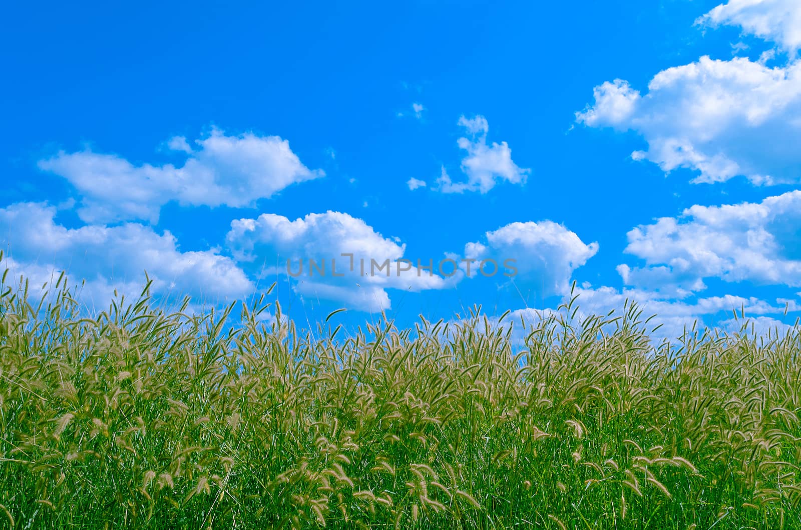 The Grass Pollen and Cloudy Blue Sky.