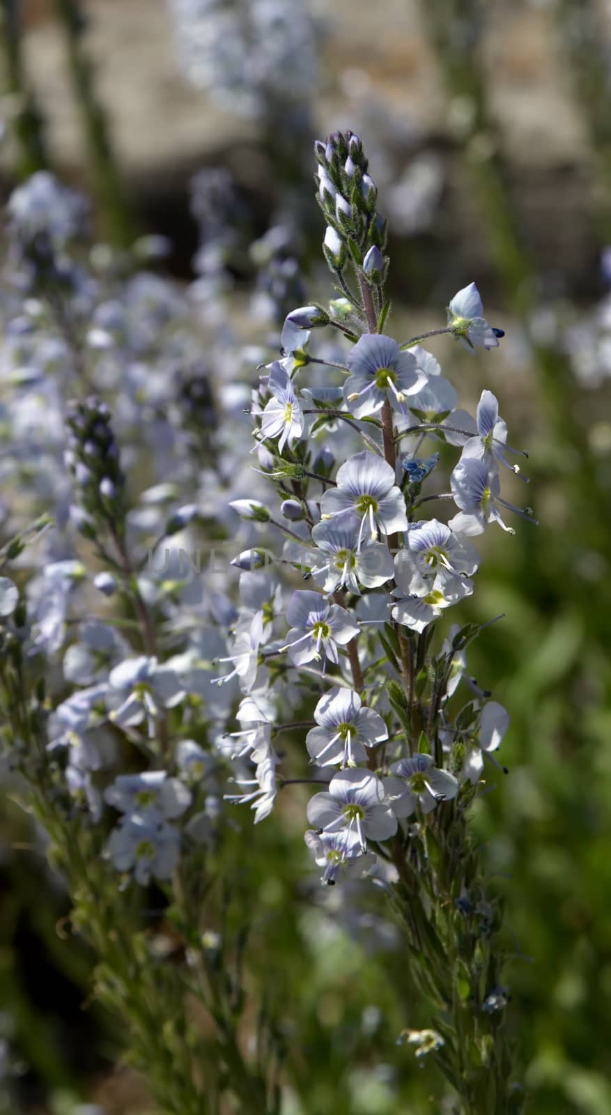 Gentian speedwell (veronica gentianoides) flowers in nature