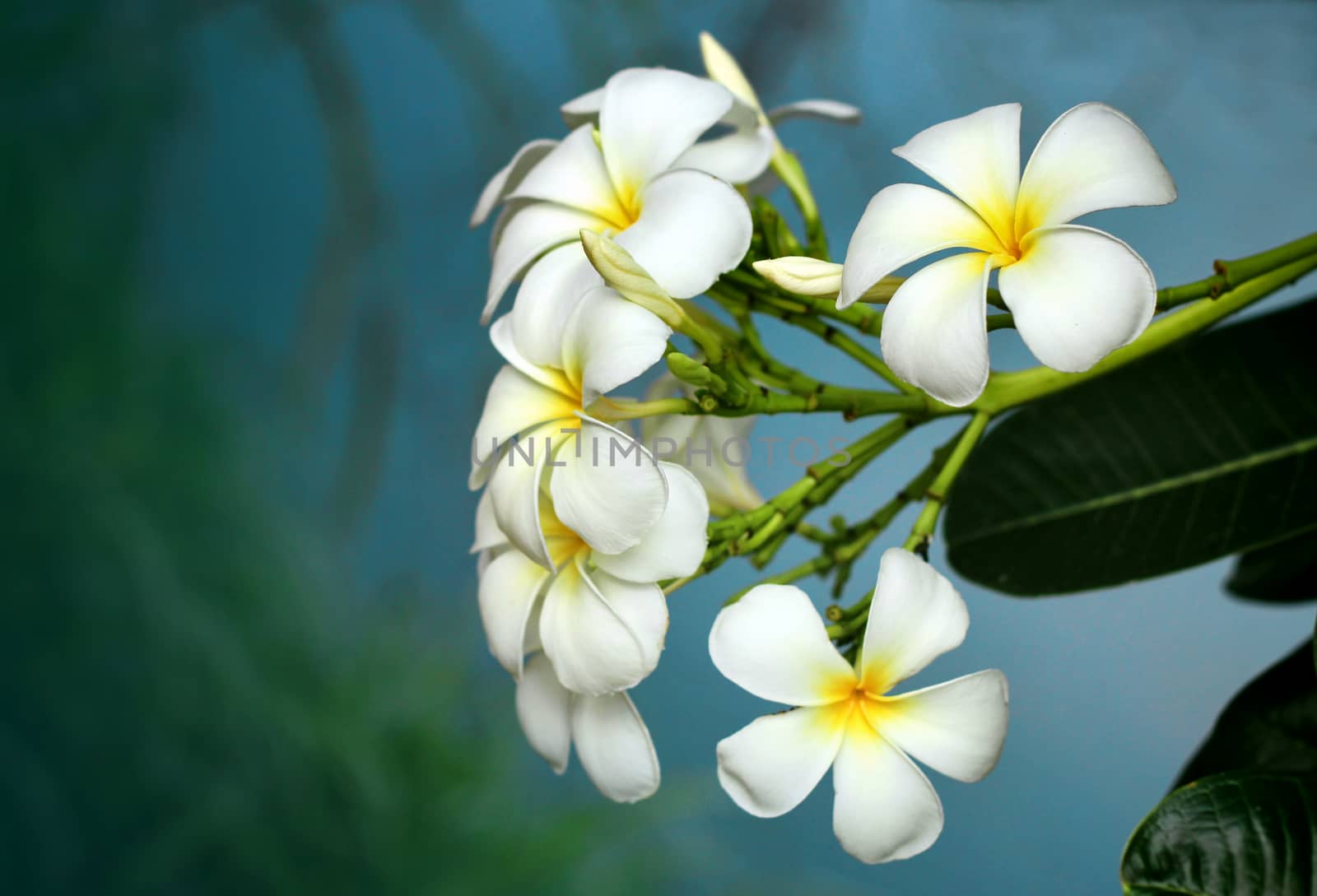 Branch of tropical flowers frangipani (plumeria) of thailand